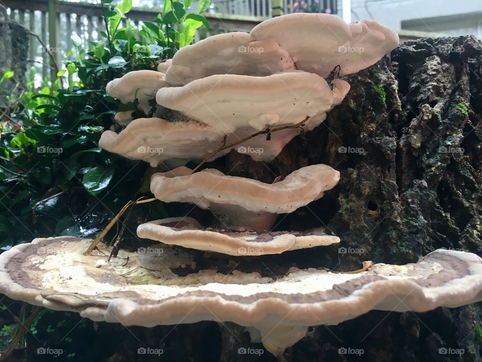 Oyster mushroom step ladder up the stump 