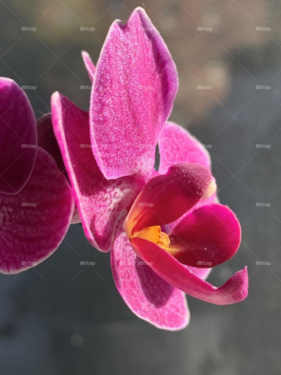 Orchid
