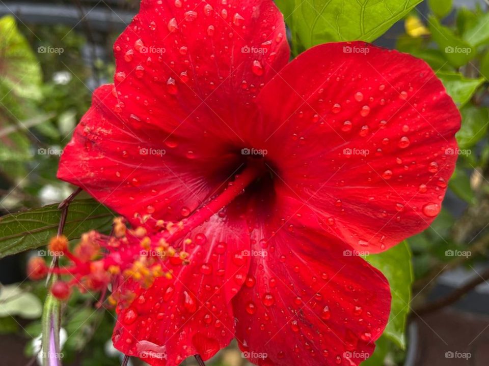 Red flower in the autumn rainy weather 🌺