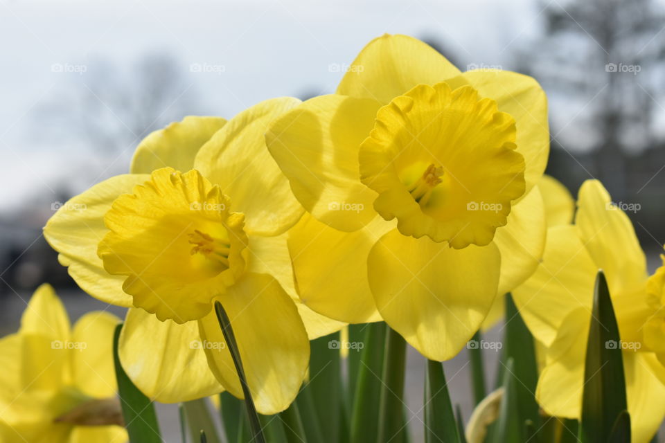 DAFFODILS