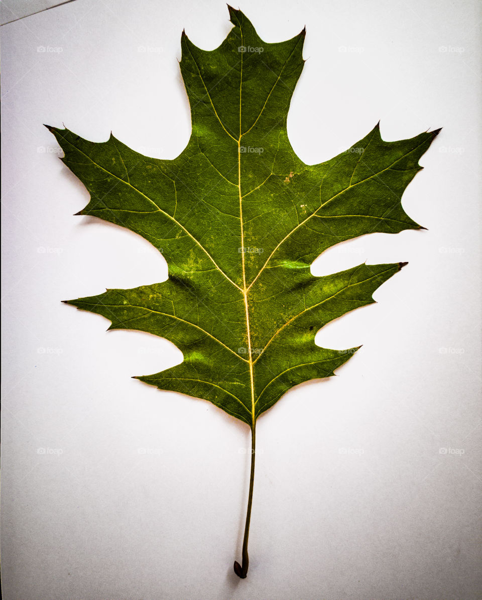 leaf project