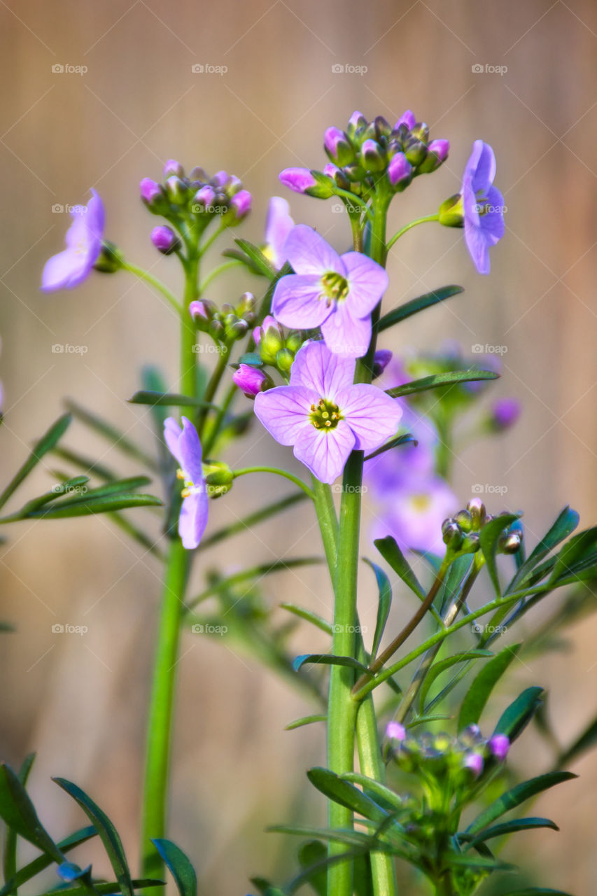 Delicate purple flowers