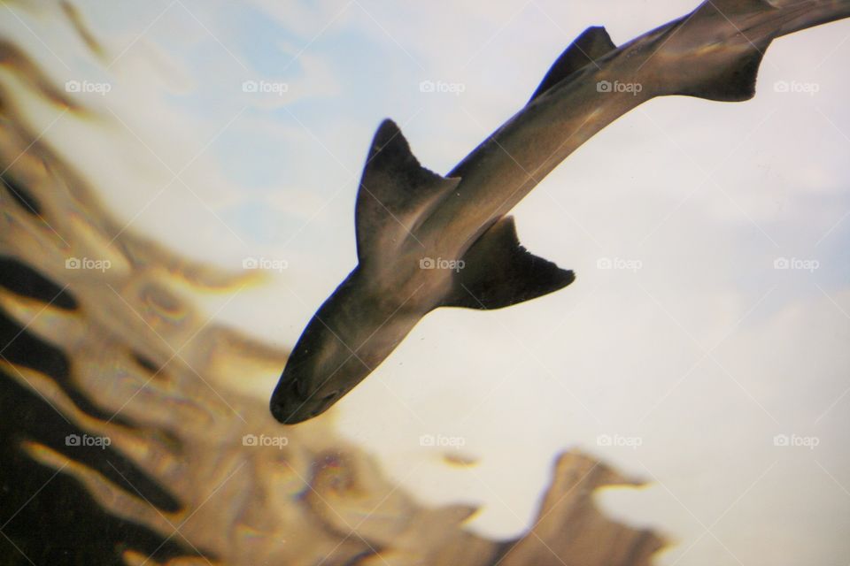 Underneath a swimming shark at the zoo
