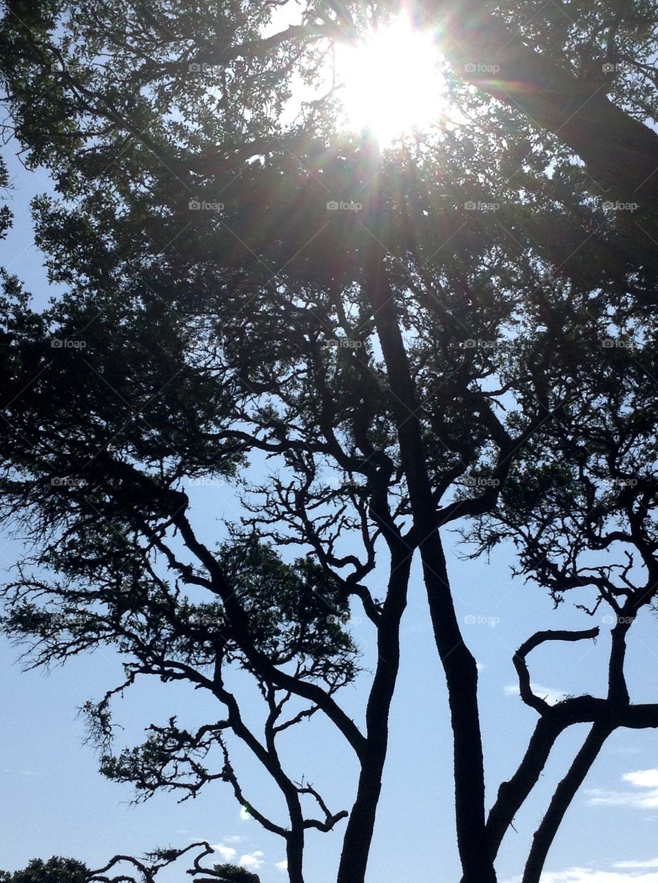 Shadows of trees. Photo taken in myrtle beach SC.