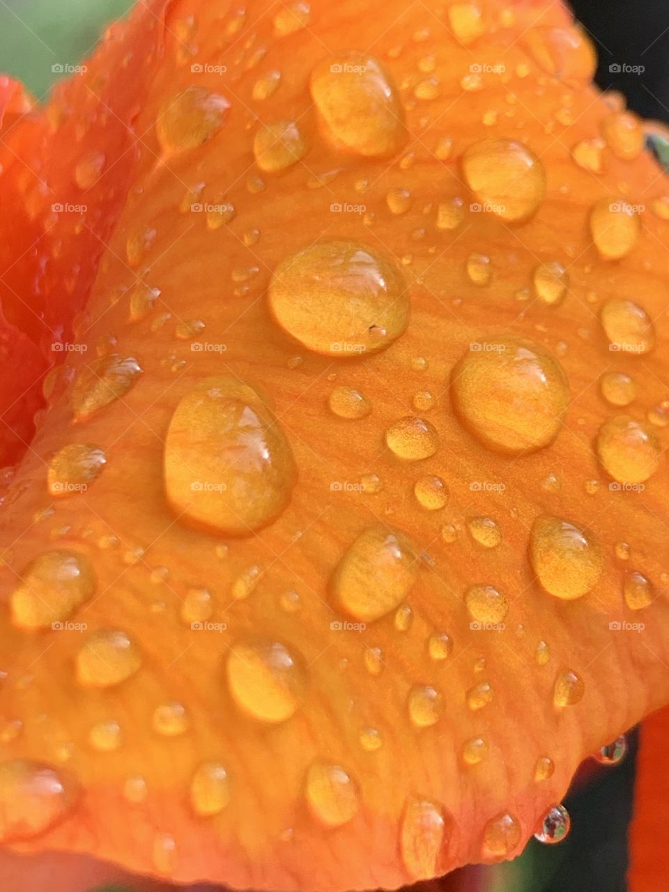Orange drops