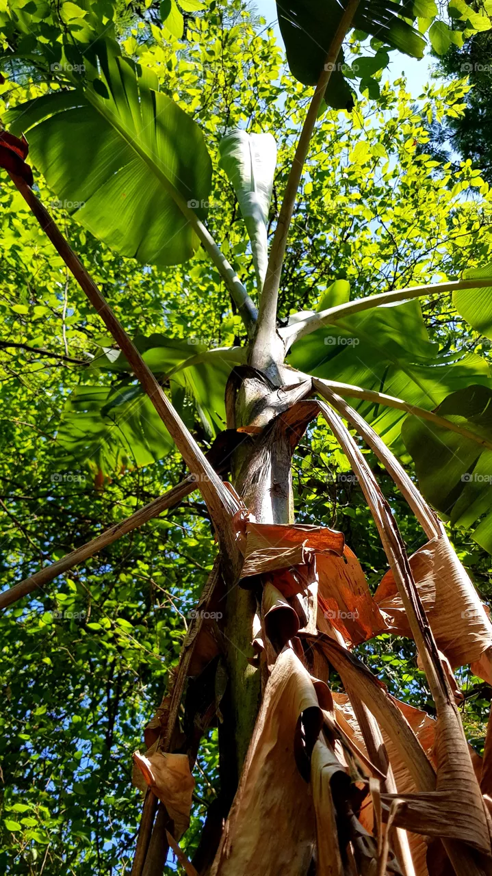 banana tree