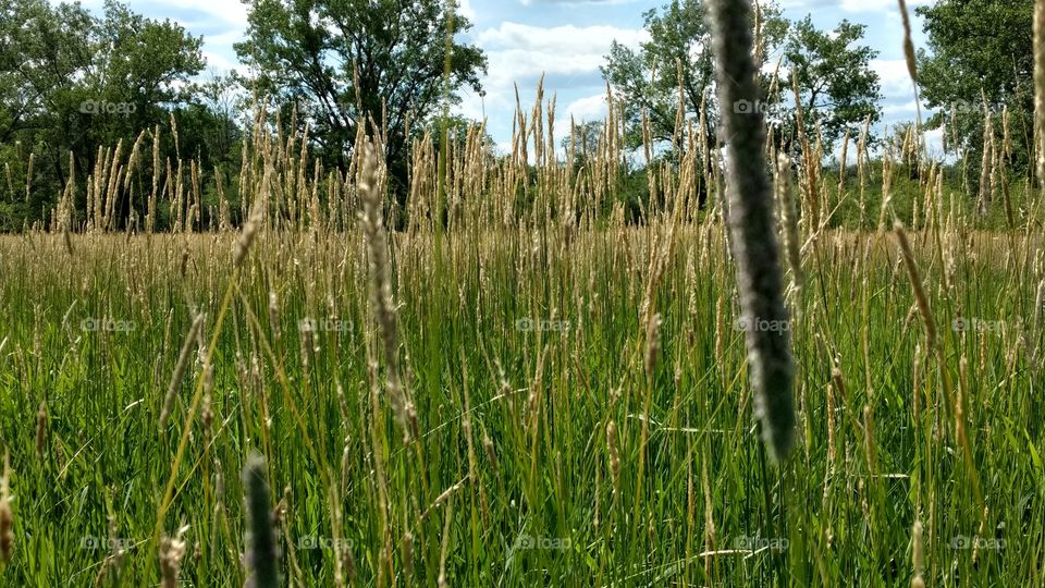 forest preserve