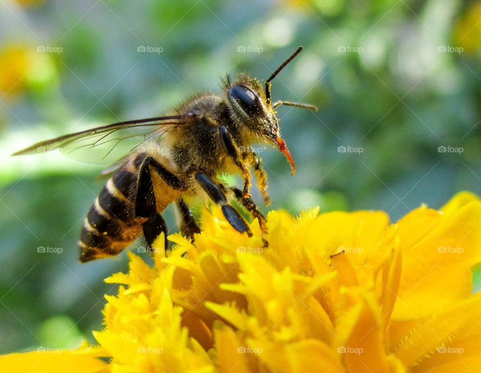 bee on yellow flower