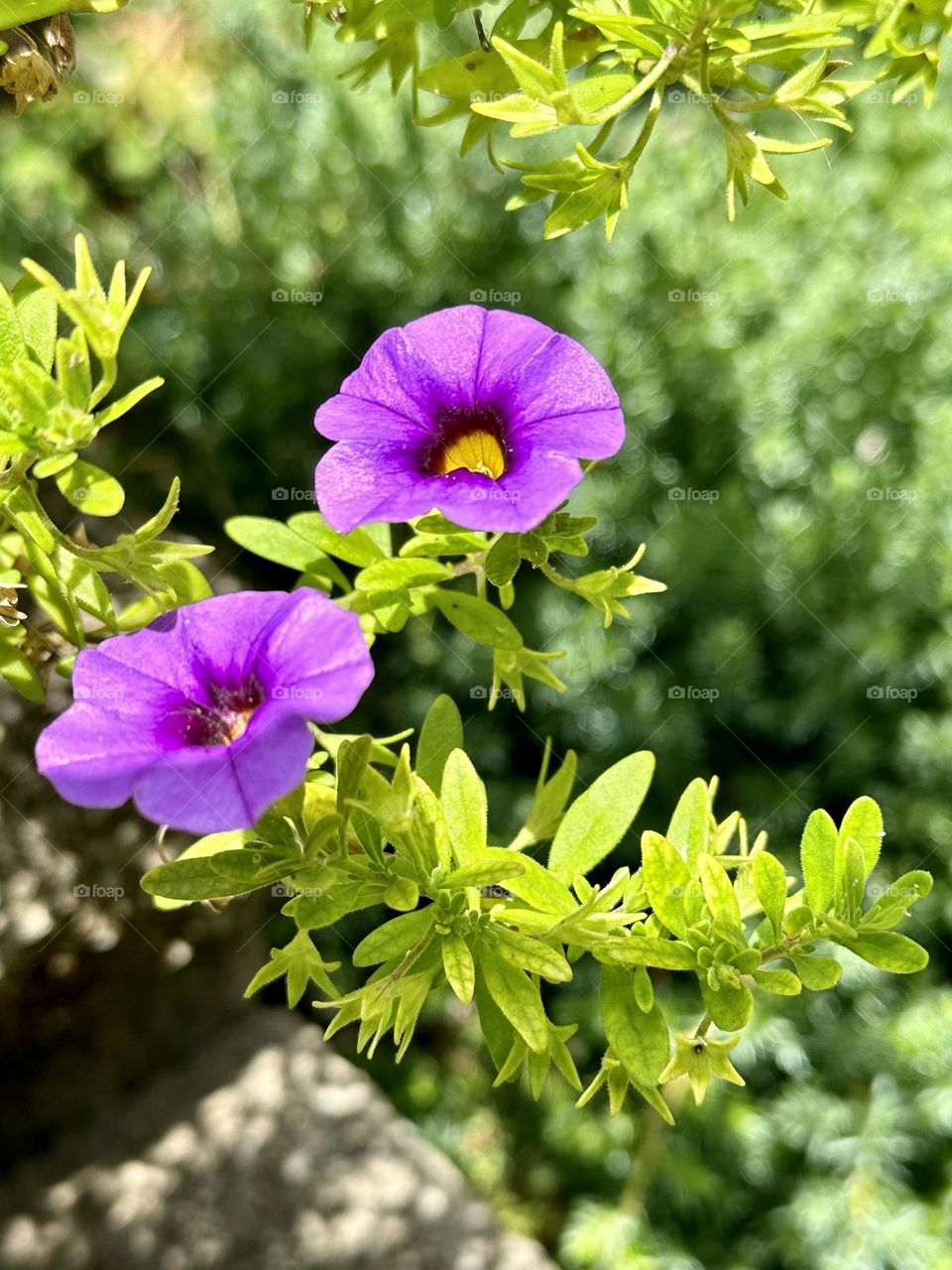 Bright purple petunia flowers blooming blossoms petals in backyard container garden summer hobby sunny weather natural light