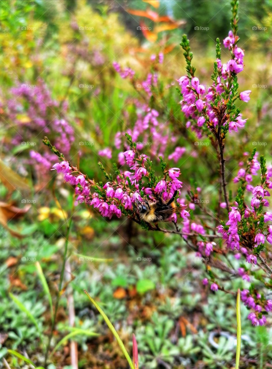 A bee pollinating Heather.