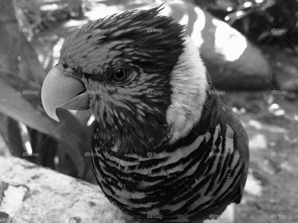 Lorikeet in b&w 