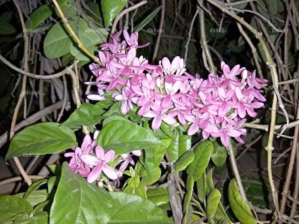 lot of lovely flowers