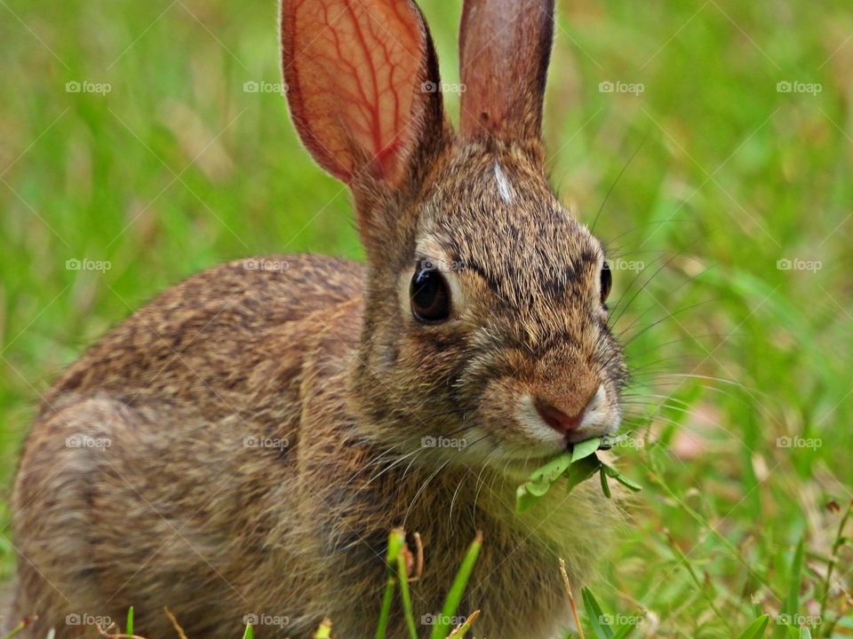 Wild rabbit  eating clover and clover stems - A wild animal finds its own food, shelter, water and all its other needs in a specific natural habitat