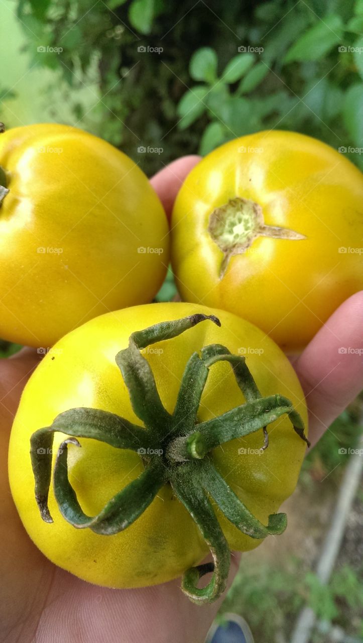 Yellow tomato on human hand