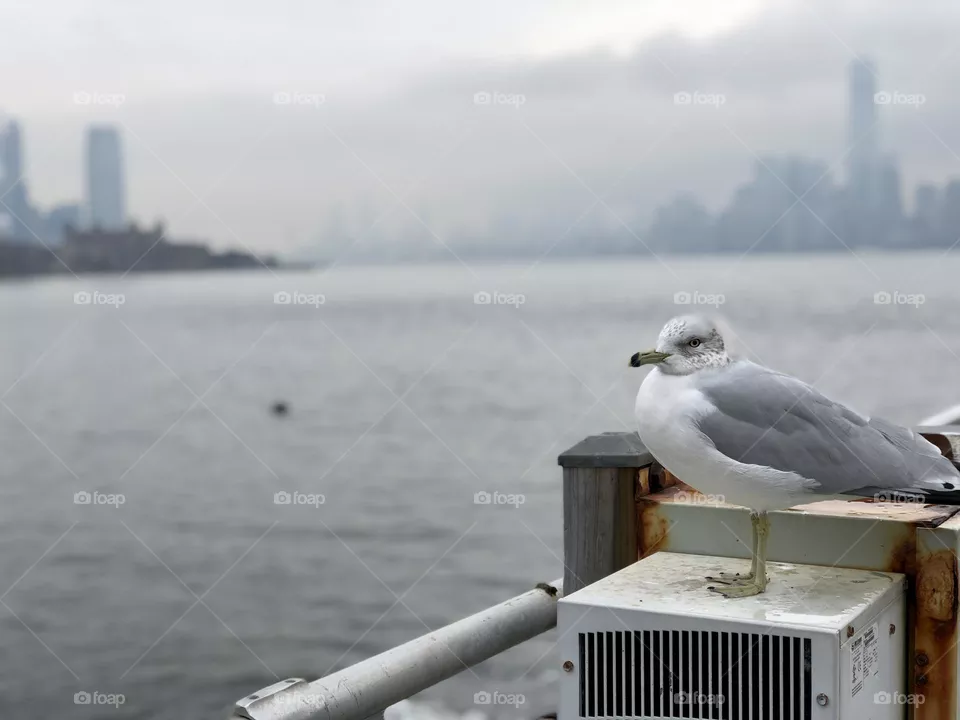 Seagull watching the sea from Liberty island with New York skyline in the background 