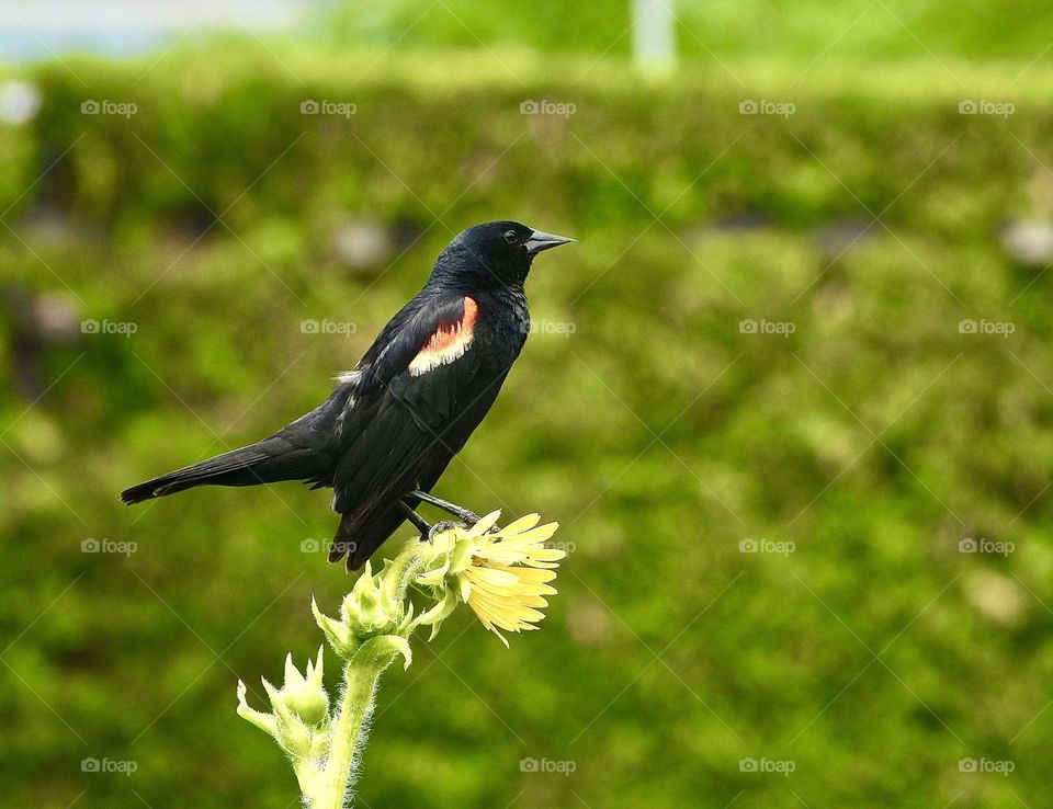 Battle: Spring vs. Winter - A beautiful Red Winged Black bird perched on a sunflower blossom overlooking his territory. They do everything they can to get noticed, sitting on high perches and belting out their conk-la-ree song all day long.