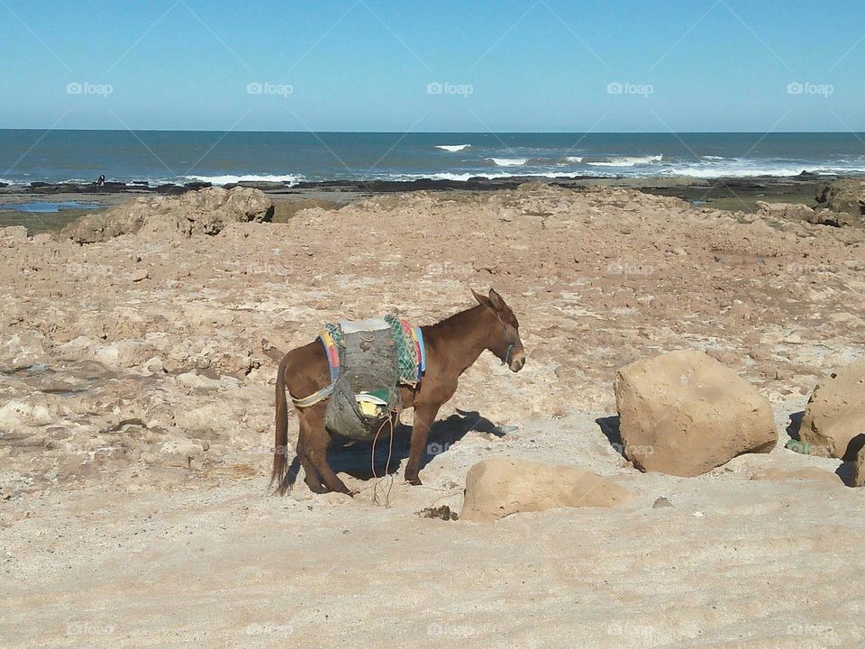 a donkey near the beach.