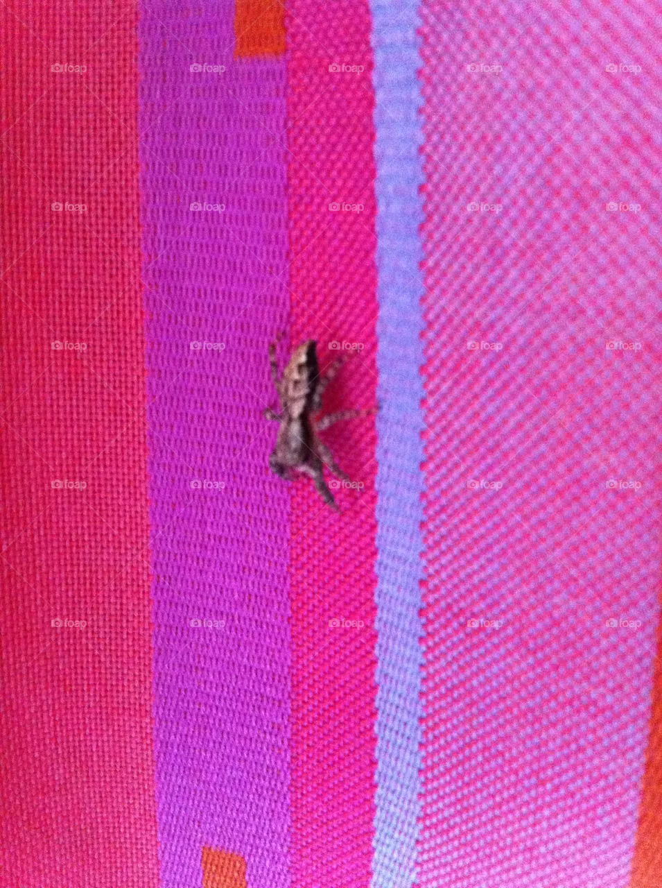 Spider