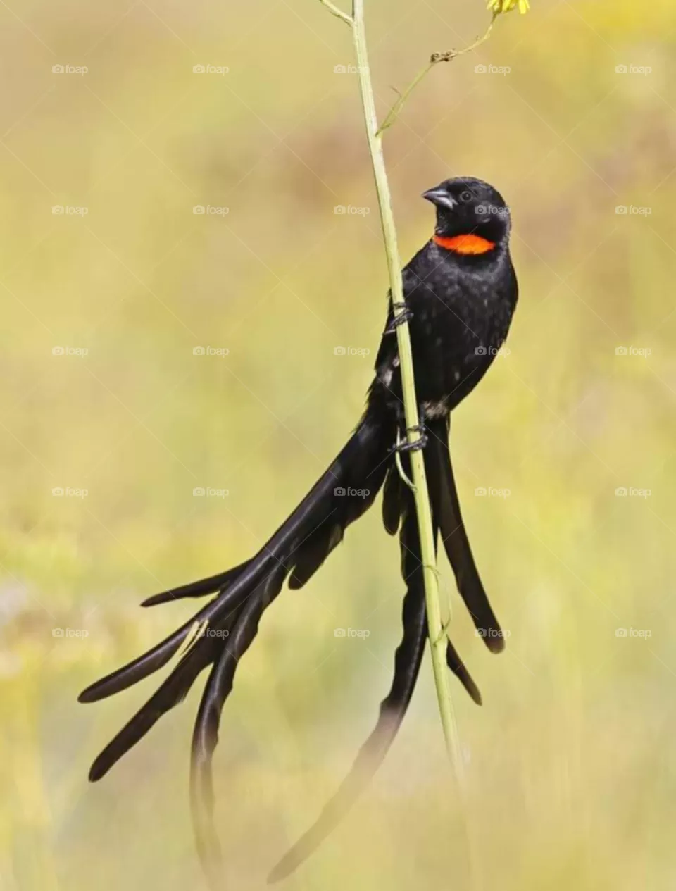 bird