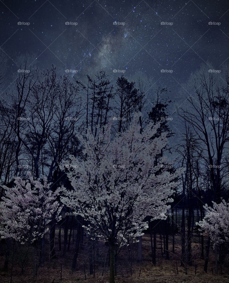 Cherry blossoms dreams 