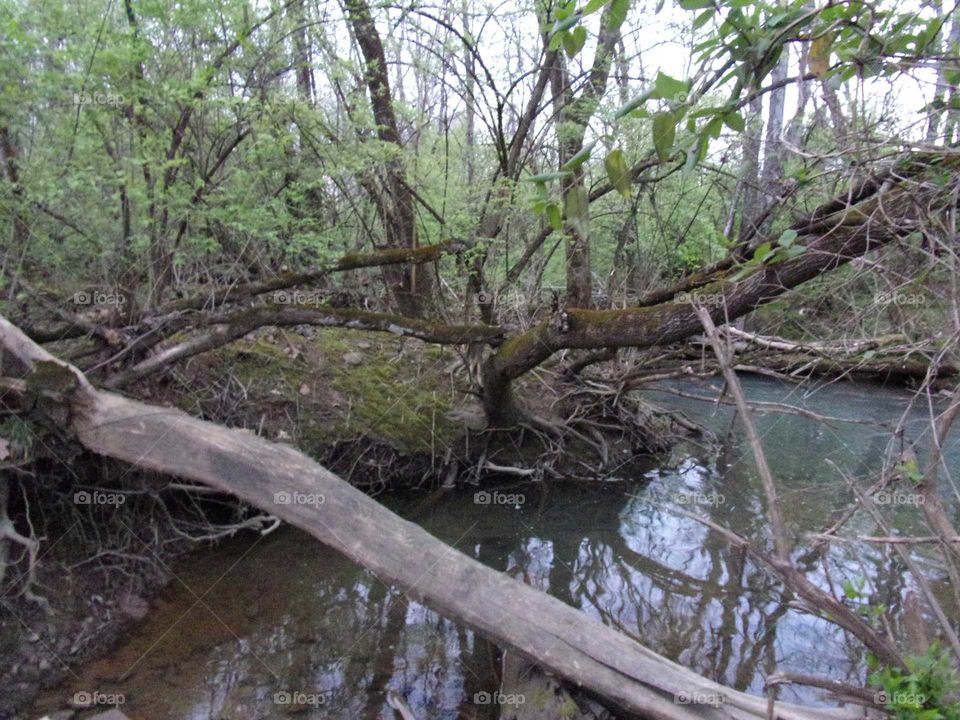 Fallen tree over tranquil creek.