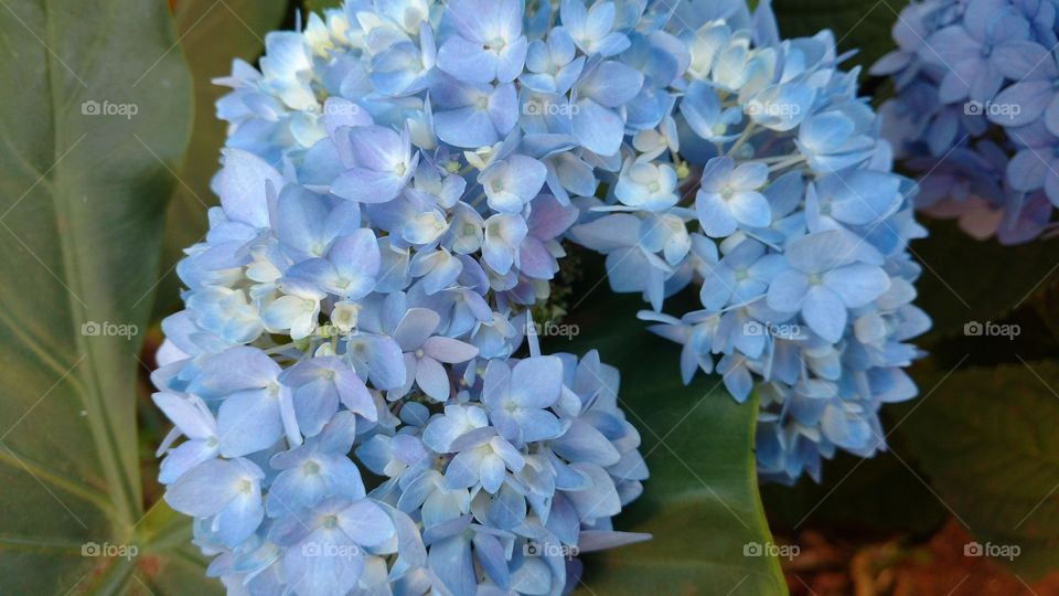 São vários tons nos tons das tonalidades das vidas naturais das plantas em nosso dia a dia.