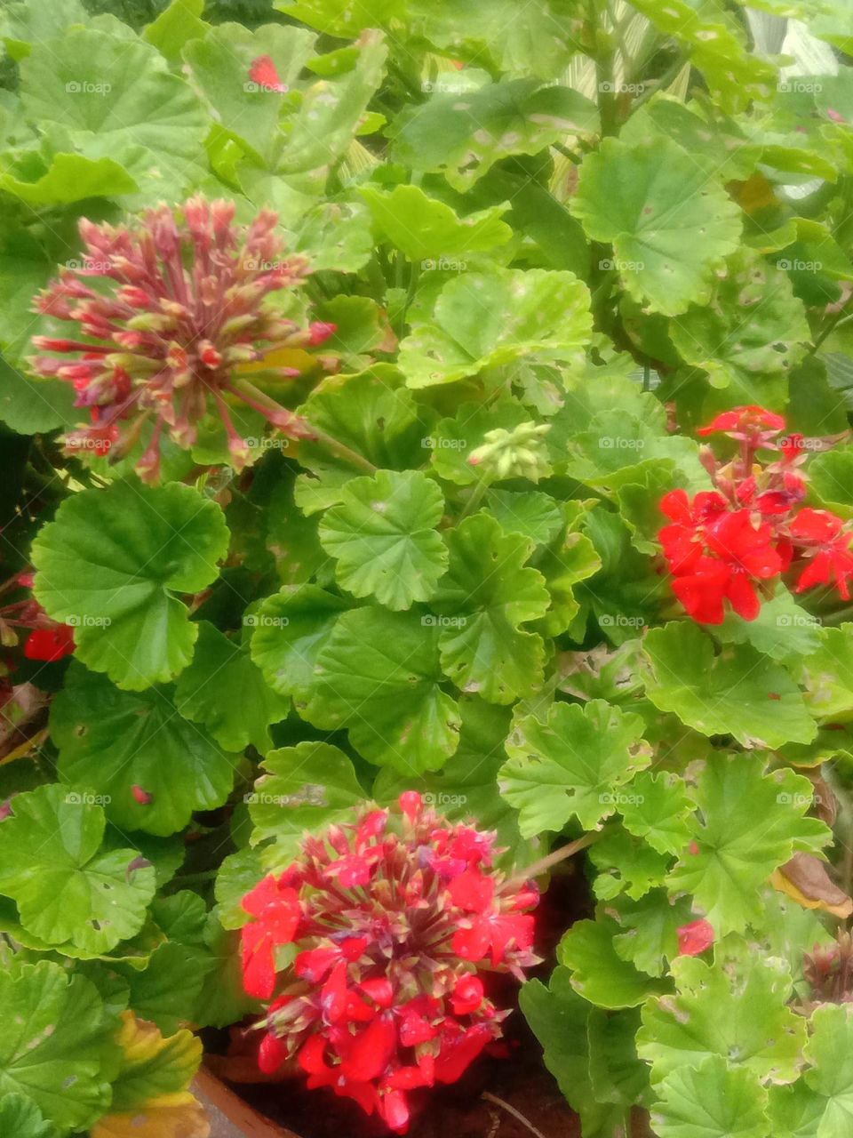 is red and green a beautiful combination???😛