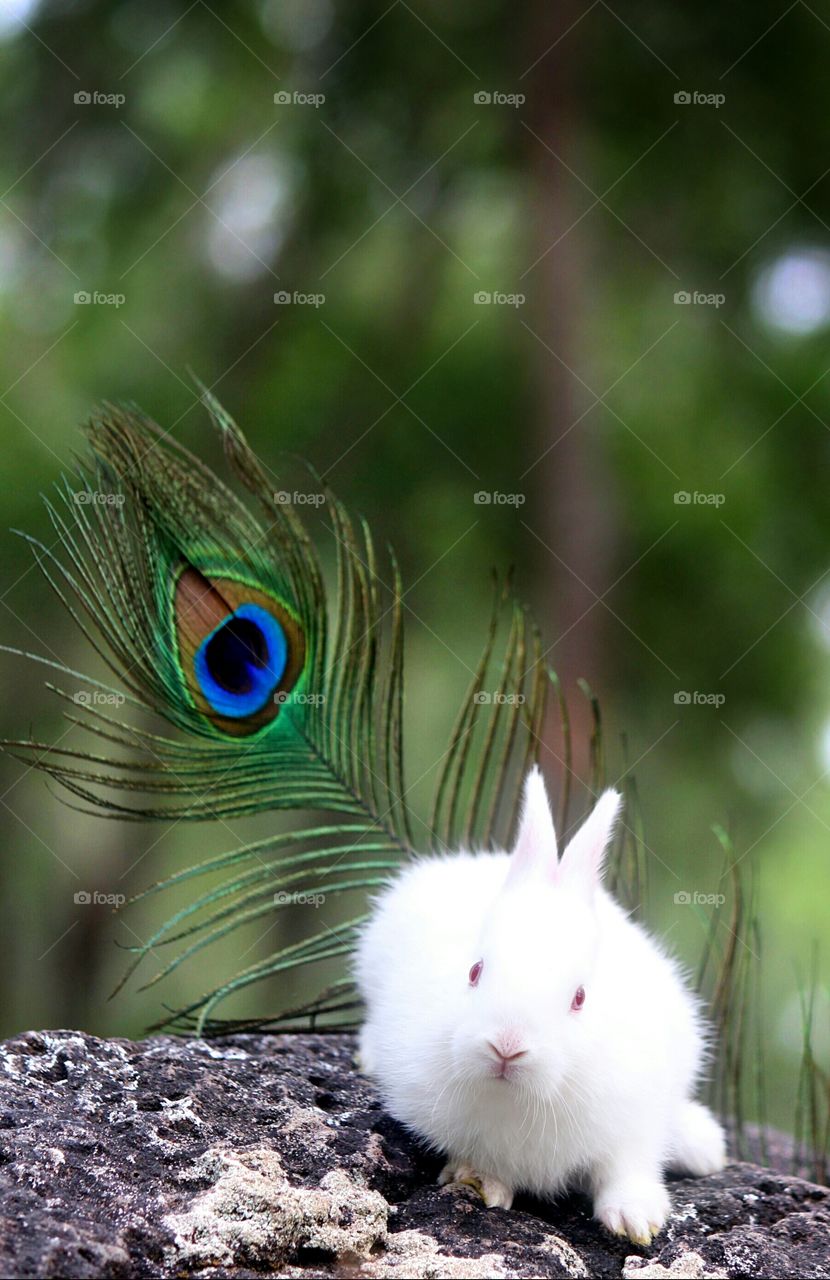 Beautiful Baby Rabbit with Peacock feather 🐰