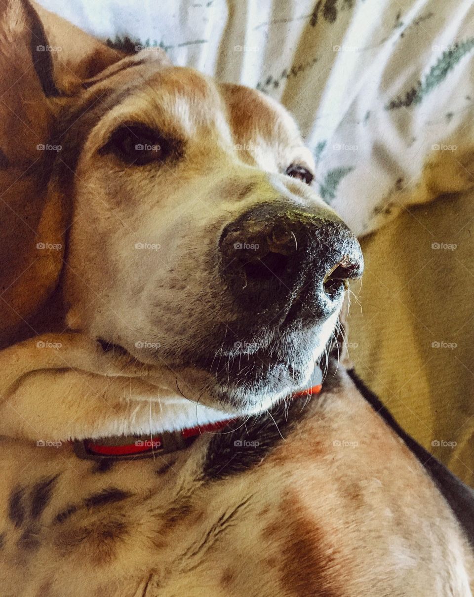 My posing Bassethound 