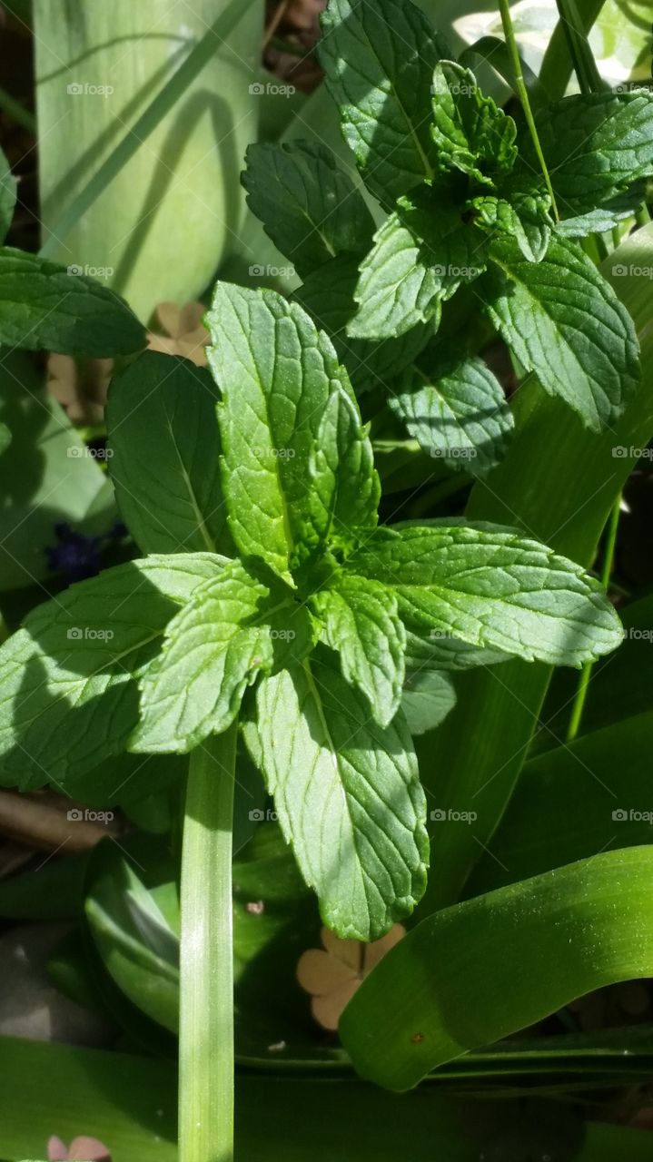 Frehs mint. from my garden