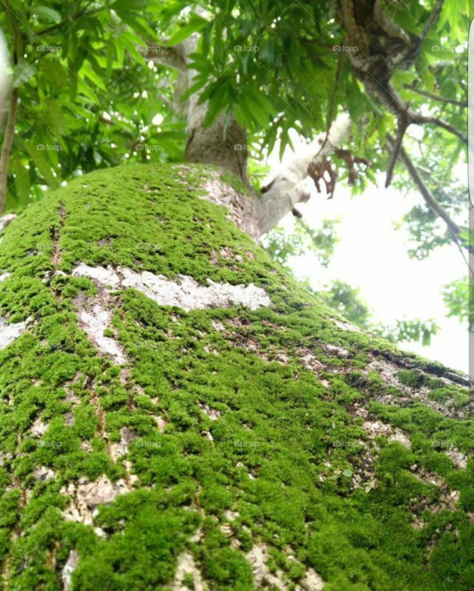 Mossy tree