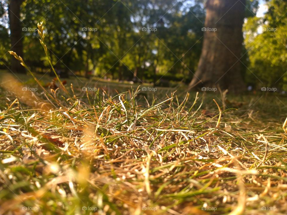 Sunny grass