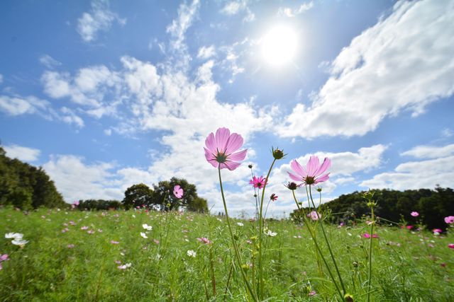Cosmos