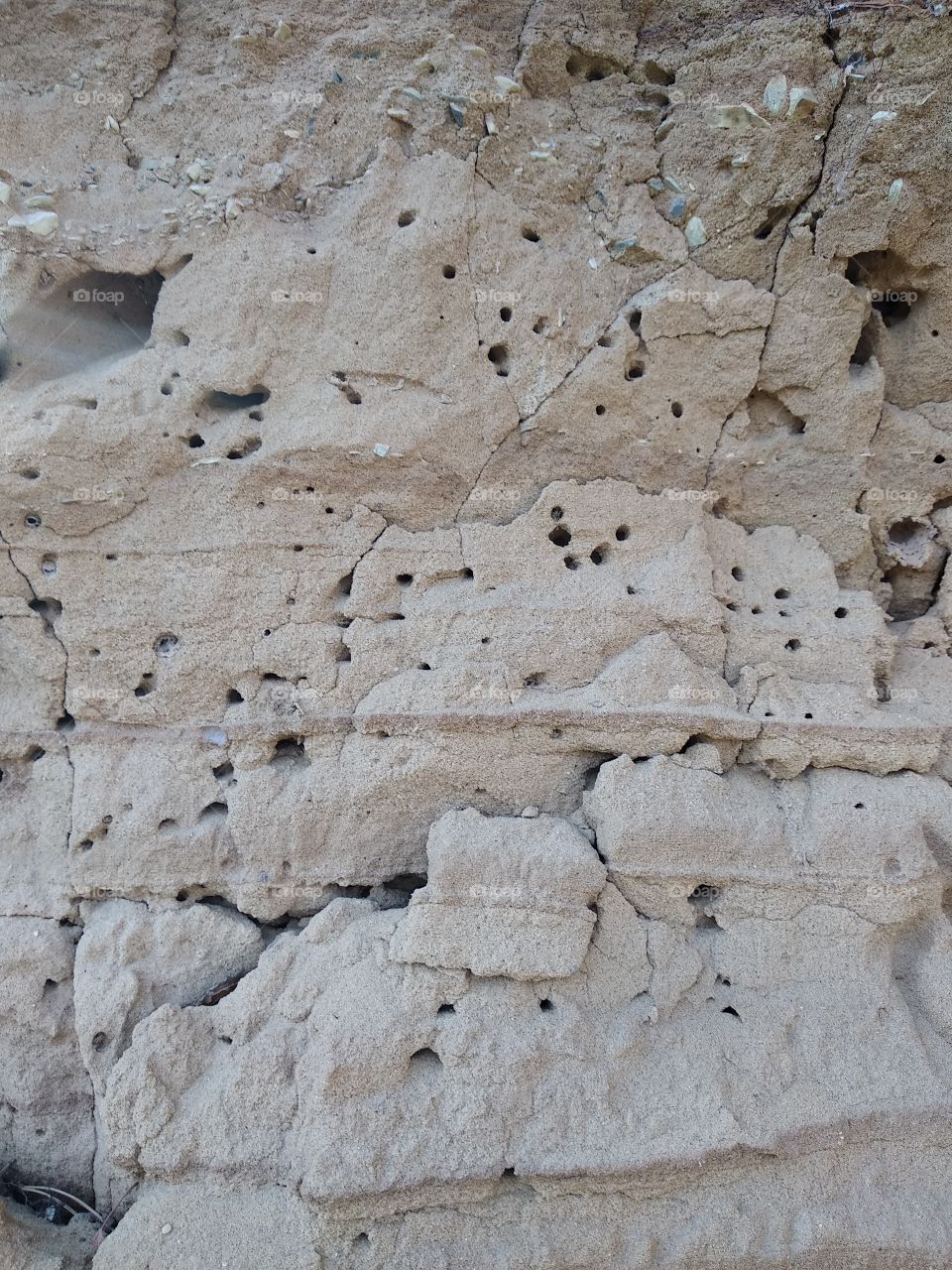 cliff with insect nests