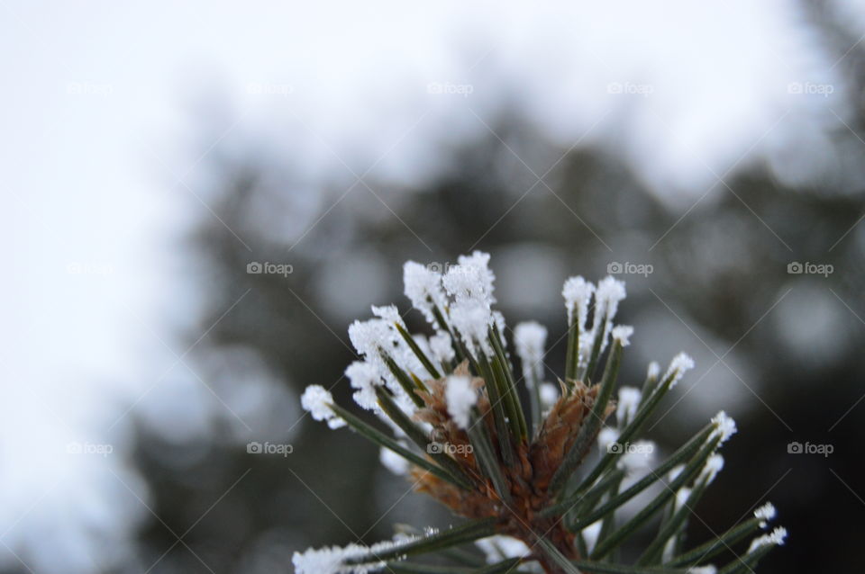 Snow, winter, spruce, needles, tree,