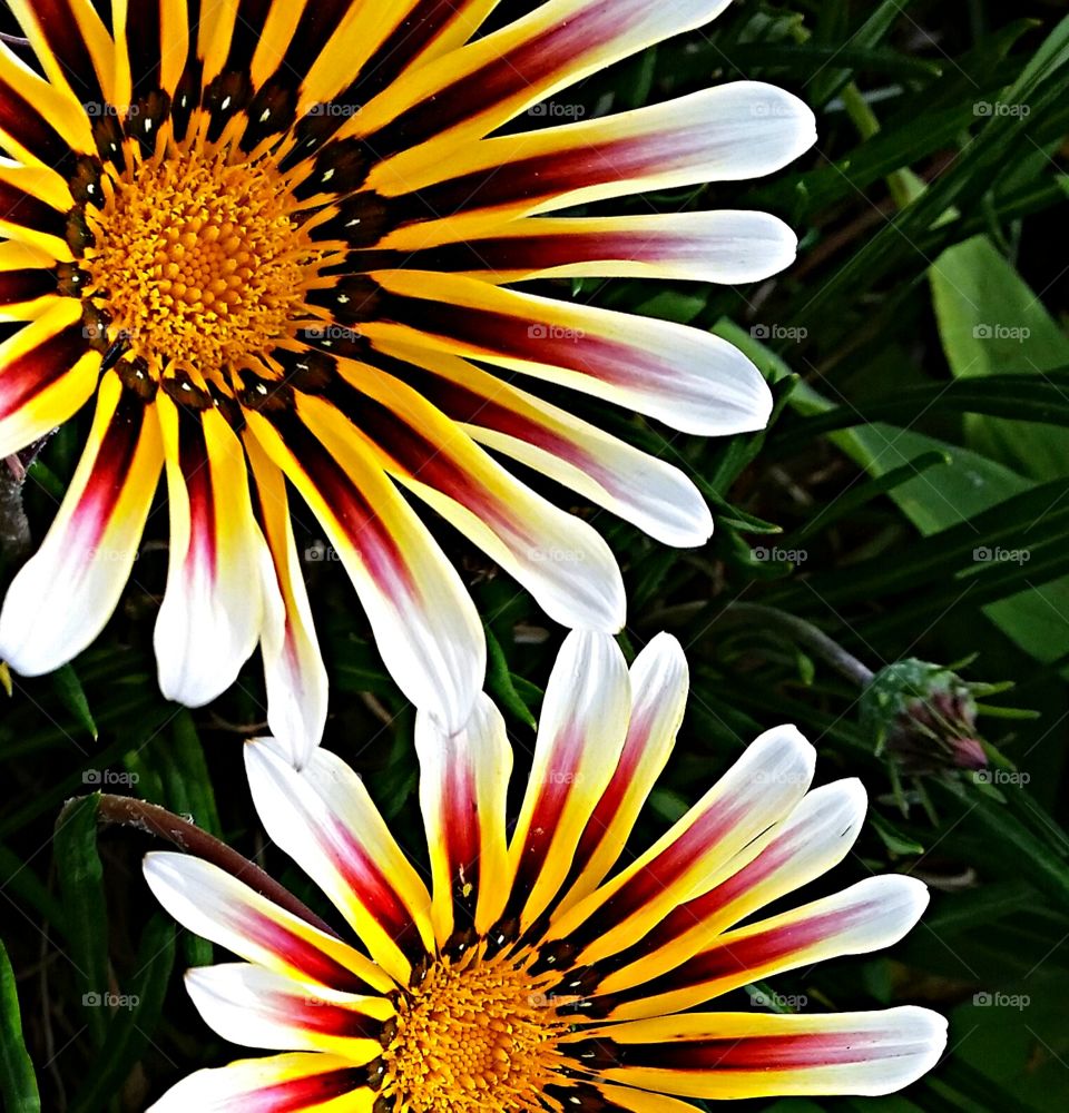 Daisy Closeup . Multi-colored Daisy Closeup 