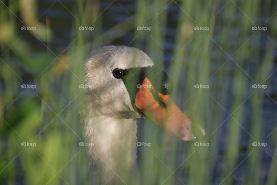 Swan looking through grass