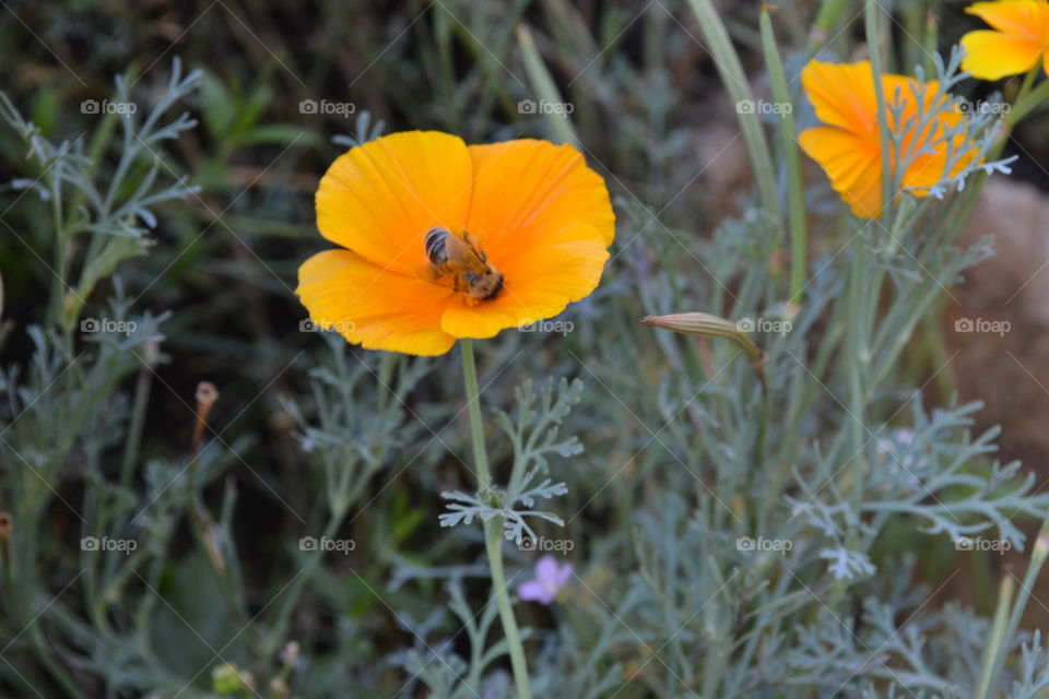 пчела в цветке