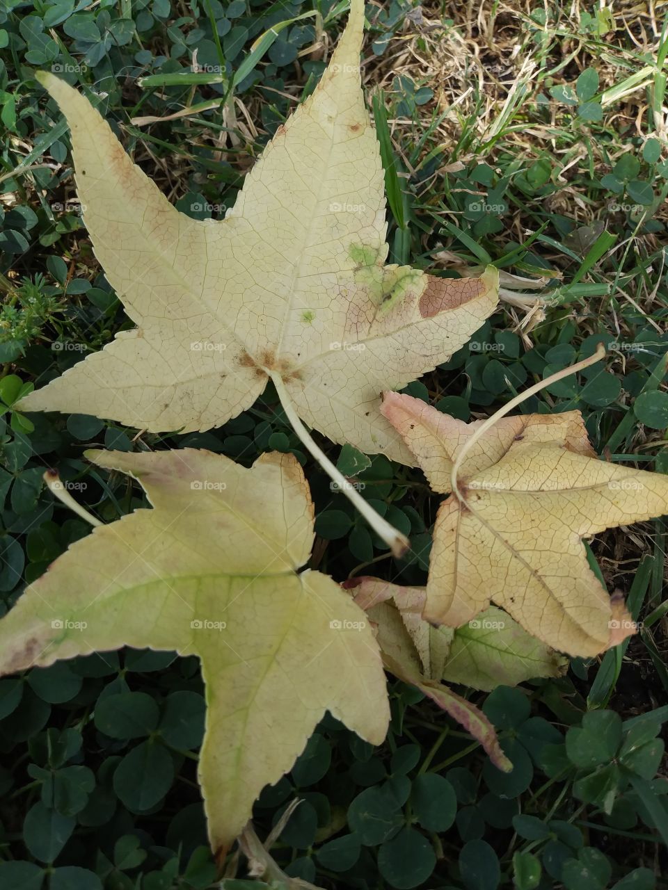 leaves