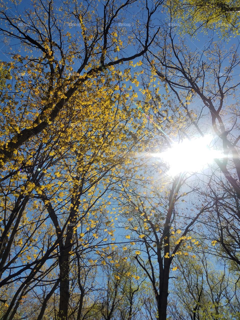 Tree, Branch, Fall, Landscape, Leaf