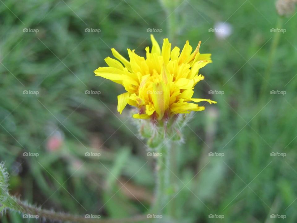 Yellow flower
