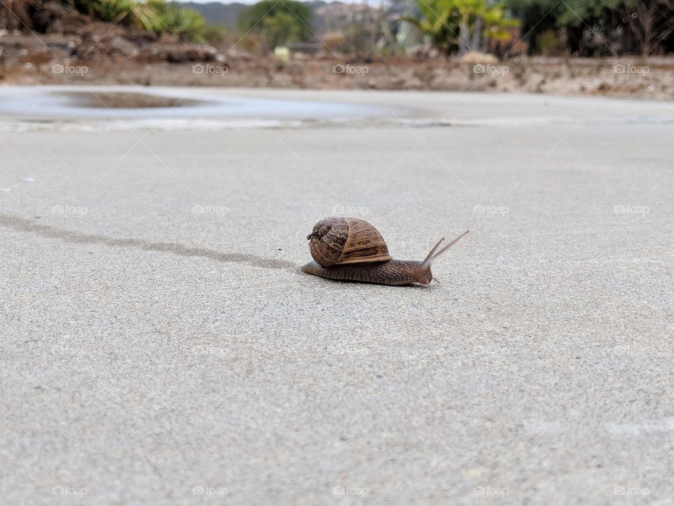 SnailLife