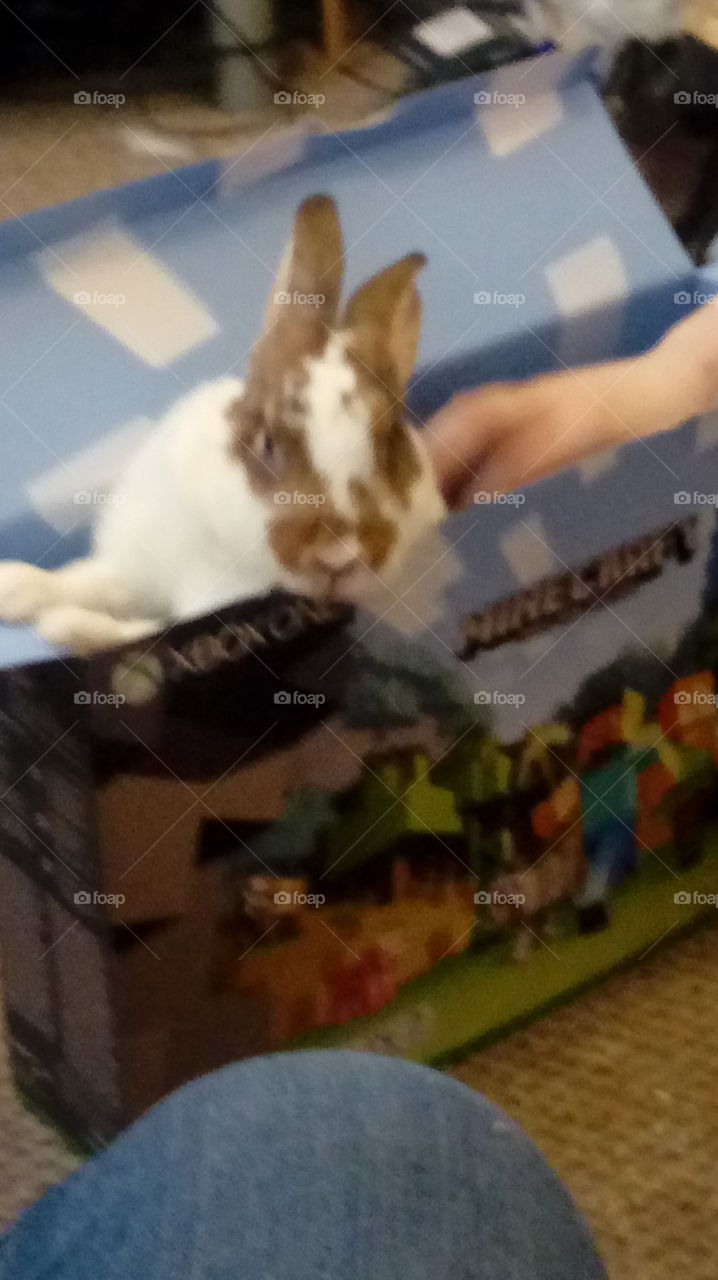 Cute rabbit in wooden box
