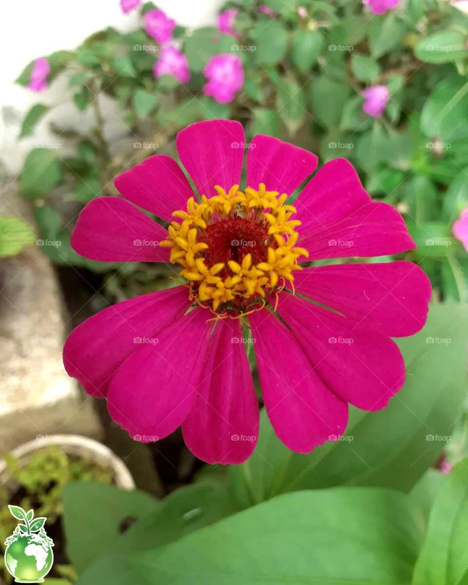 ⚜️Zinia o Flor de papel
•Nombre Científico (Zinnia Elegans)