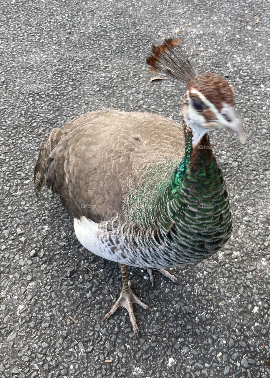 Peahen