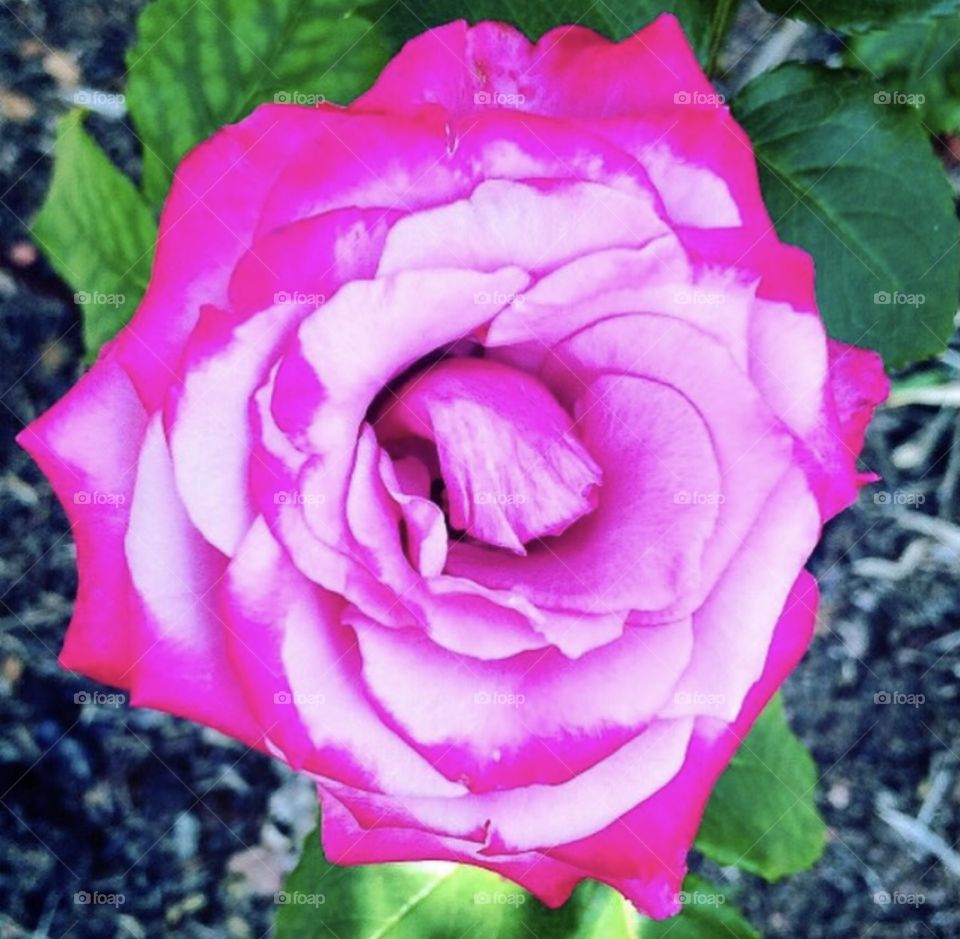 🌹 🇺🇸 Very beautiful flowers to brighten our day.  Live nature and its beauty. Did you like the delicate petals? / 🇧🇷 Flores muito bonitas para alegrar nosso dia. Viva a natureza e sua beleza. Gostaram das pétalas delicadas? 