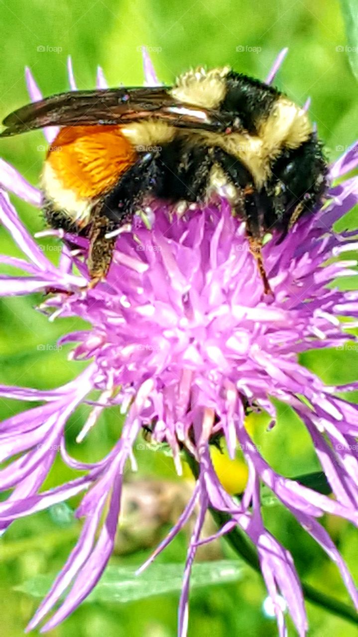 Bee on Flower