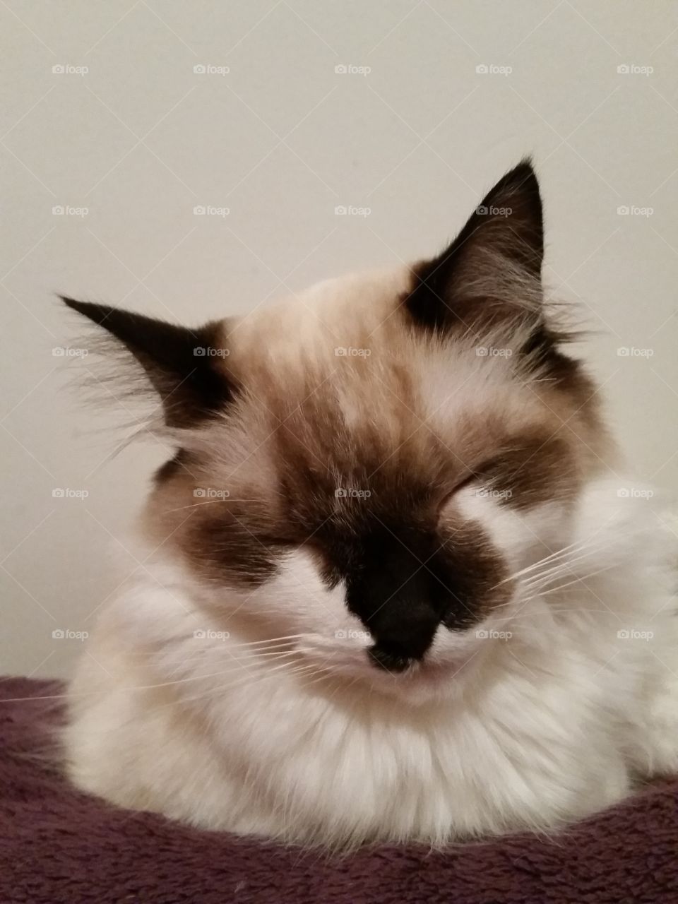 #fofoletecatfofa 
sleeping