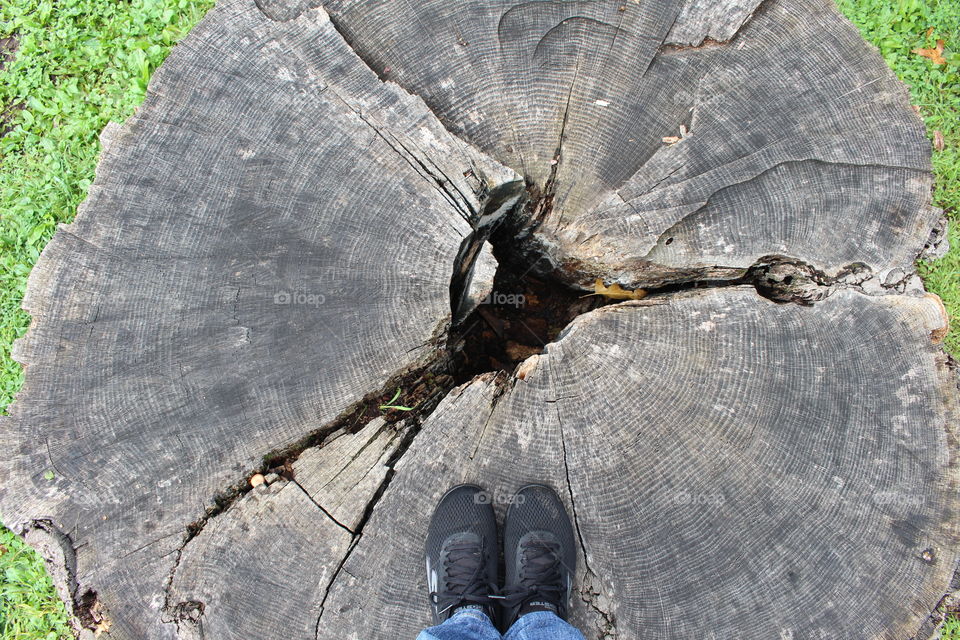 Standing in a big tree stump