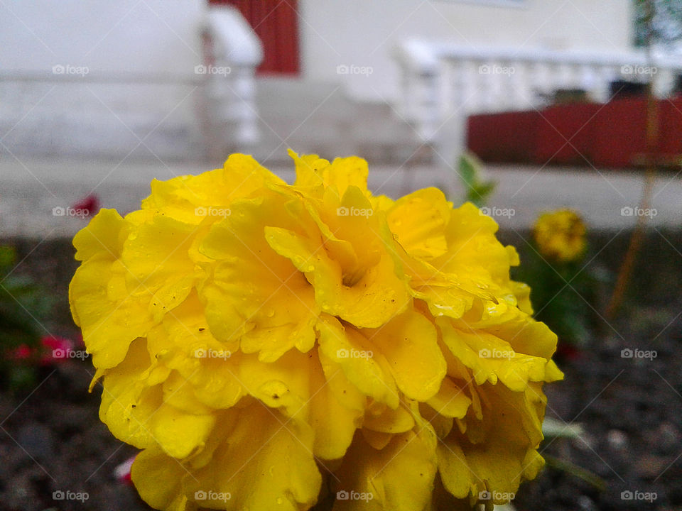 One small yellow flower captured from right angle.Captured right in front of my house.First perspective plan is based on flower,and a second on the front door.Yellow is allways nice,right?
